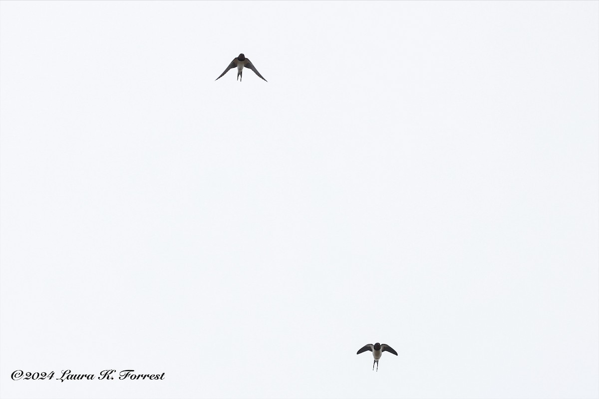 Barn Swallow (White-bellied) - ML617621887