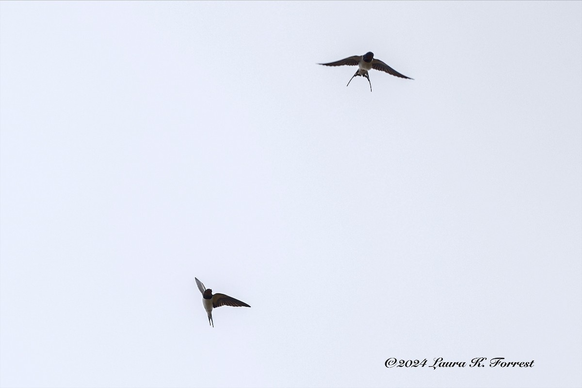 Barn Swallow (White-bellied) - ML617621888