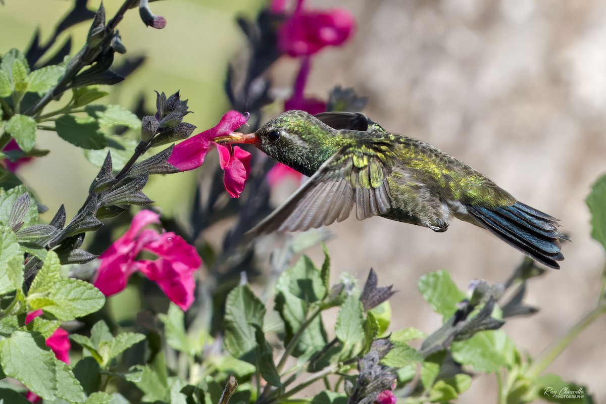 Broad-billed Hummingbird - Ray Chiarello