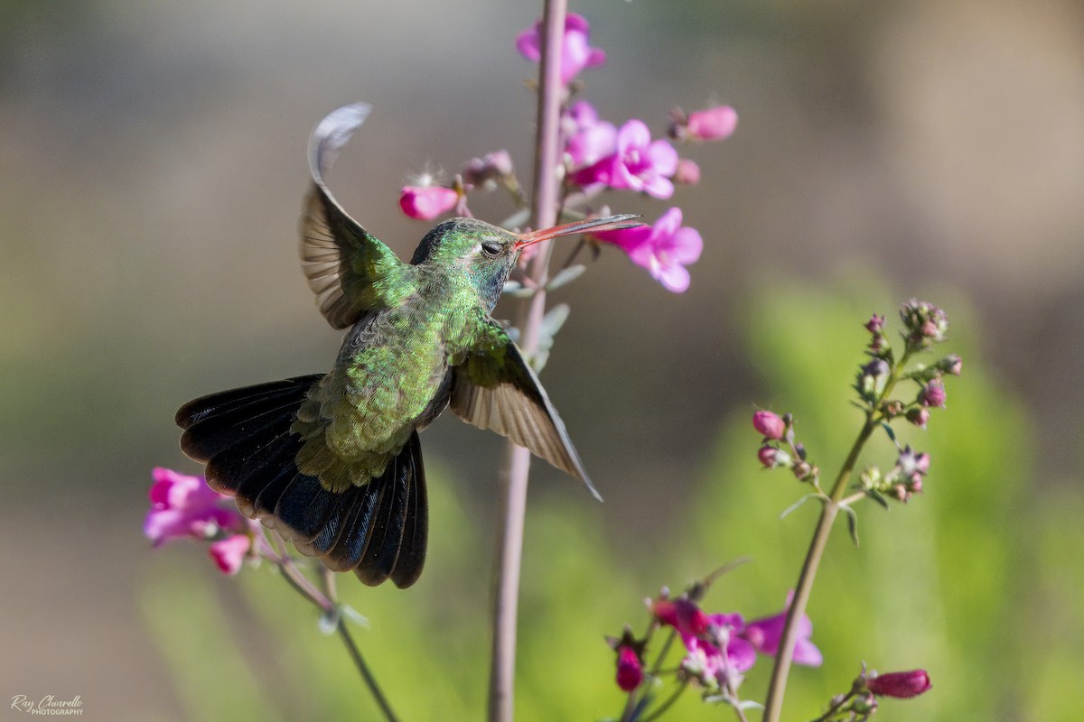 kolibřík širokozobý - ML617621928