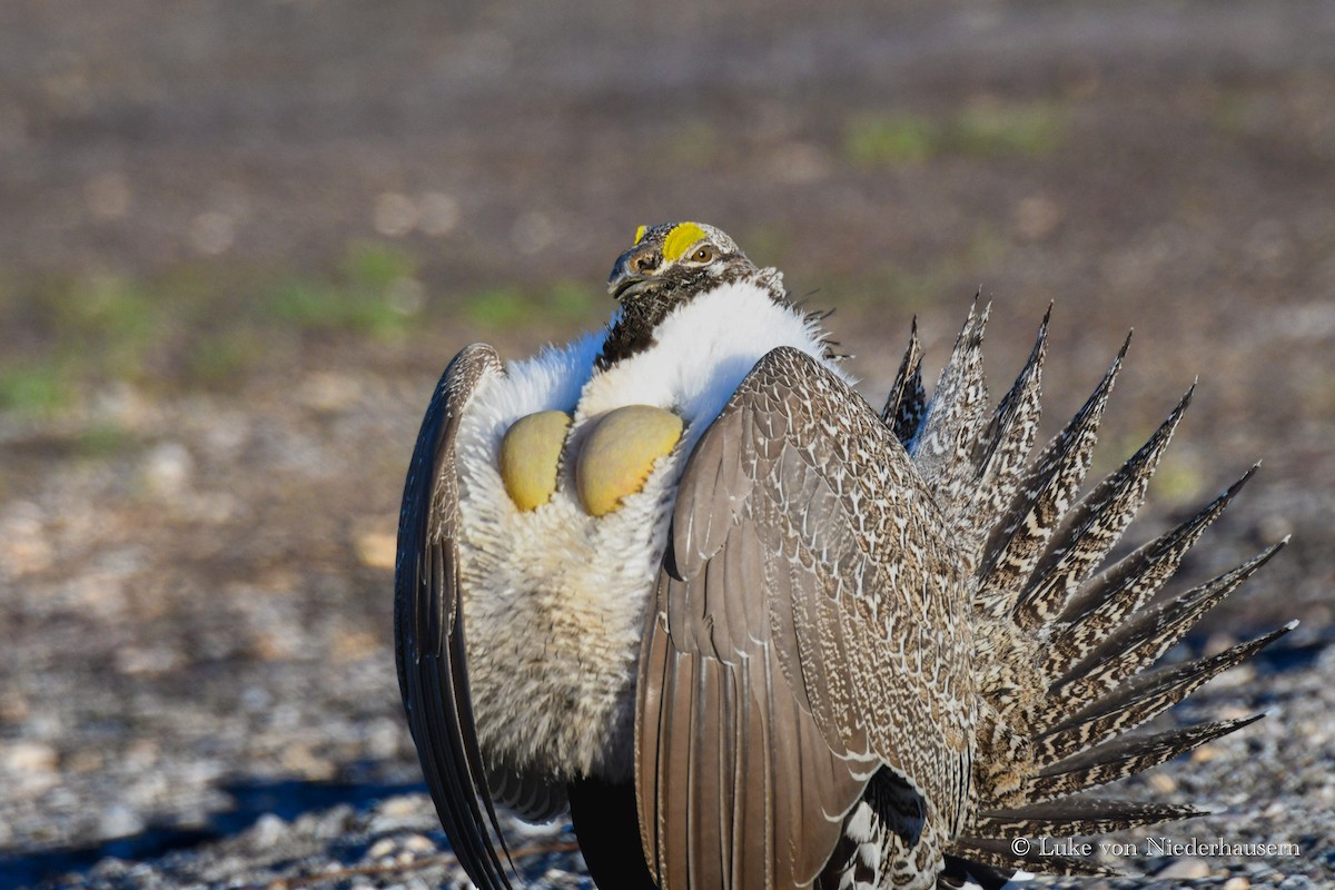 Greater Sage-Grouse - ML617621939