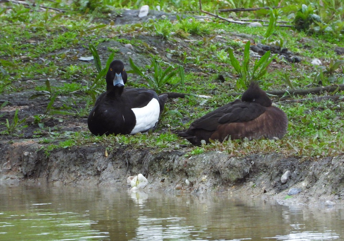 Tufted Duck - ML617621958