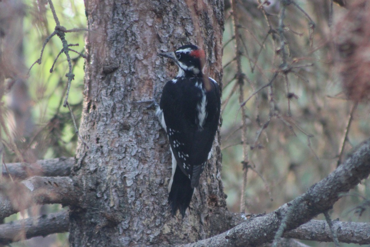 Hairy Woodpecker (Rocky Mts.) - ML617622006