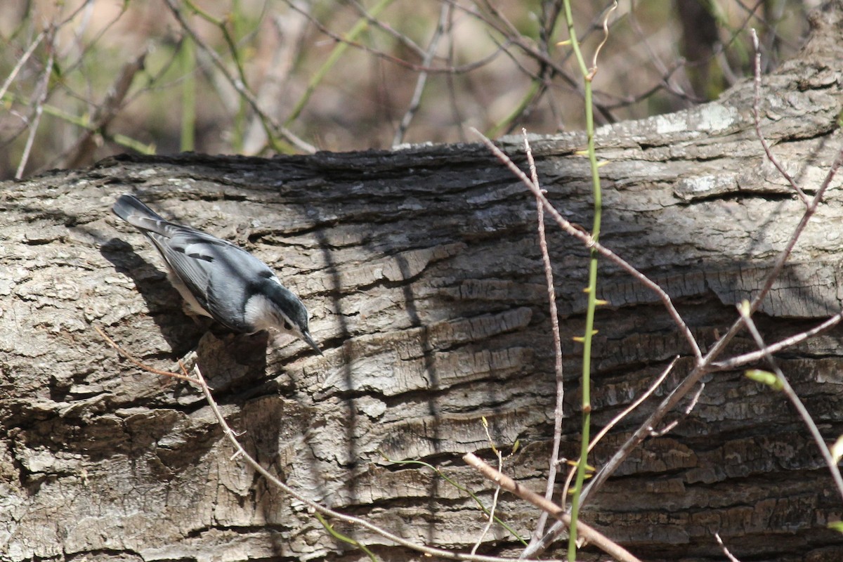 White-breasted Nuthatch - ML617622019