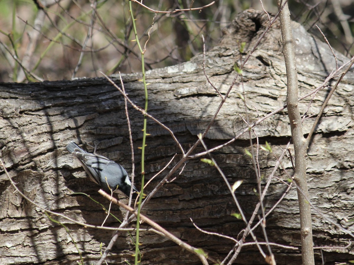 White-breasted Nuthatch - ML617622020