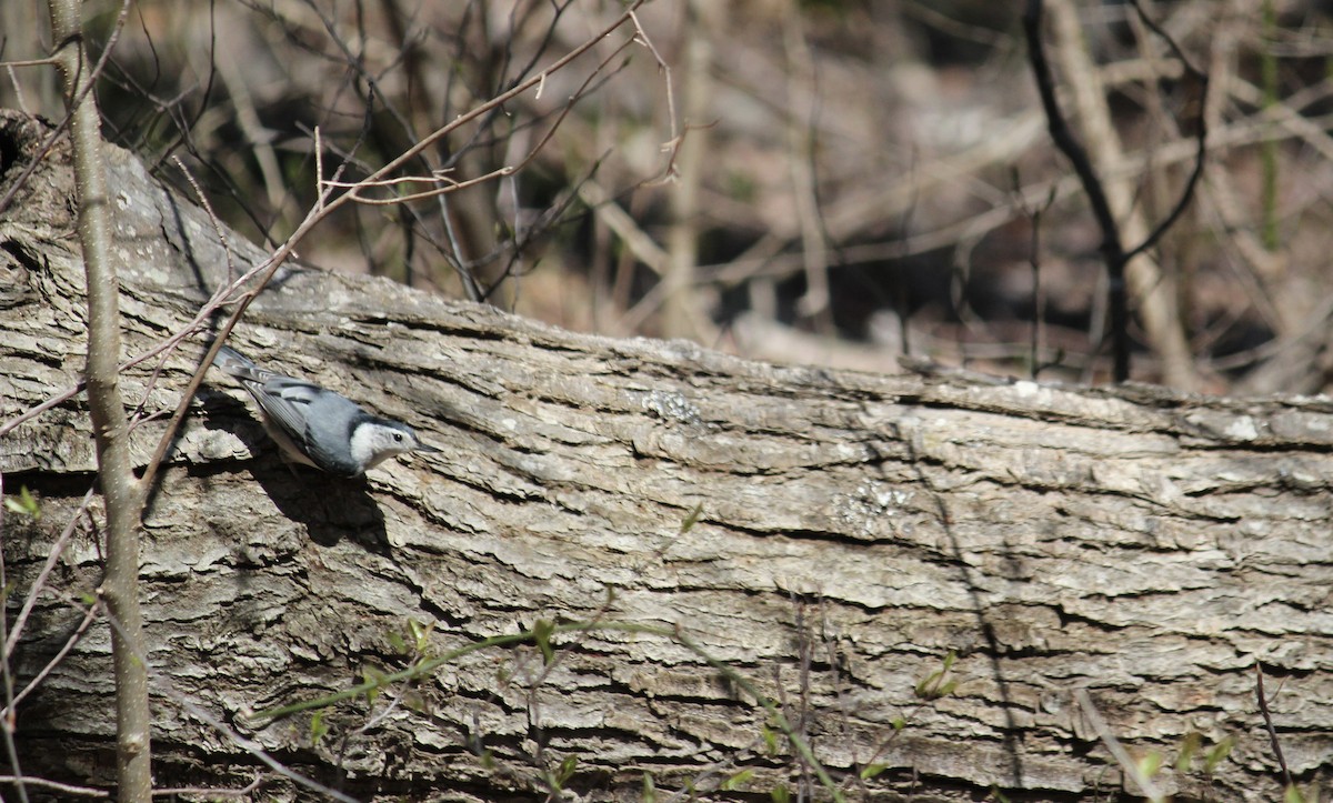 White-breasted Nuthatch - ML617622023