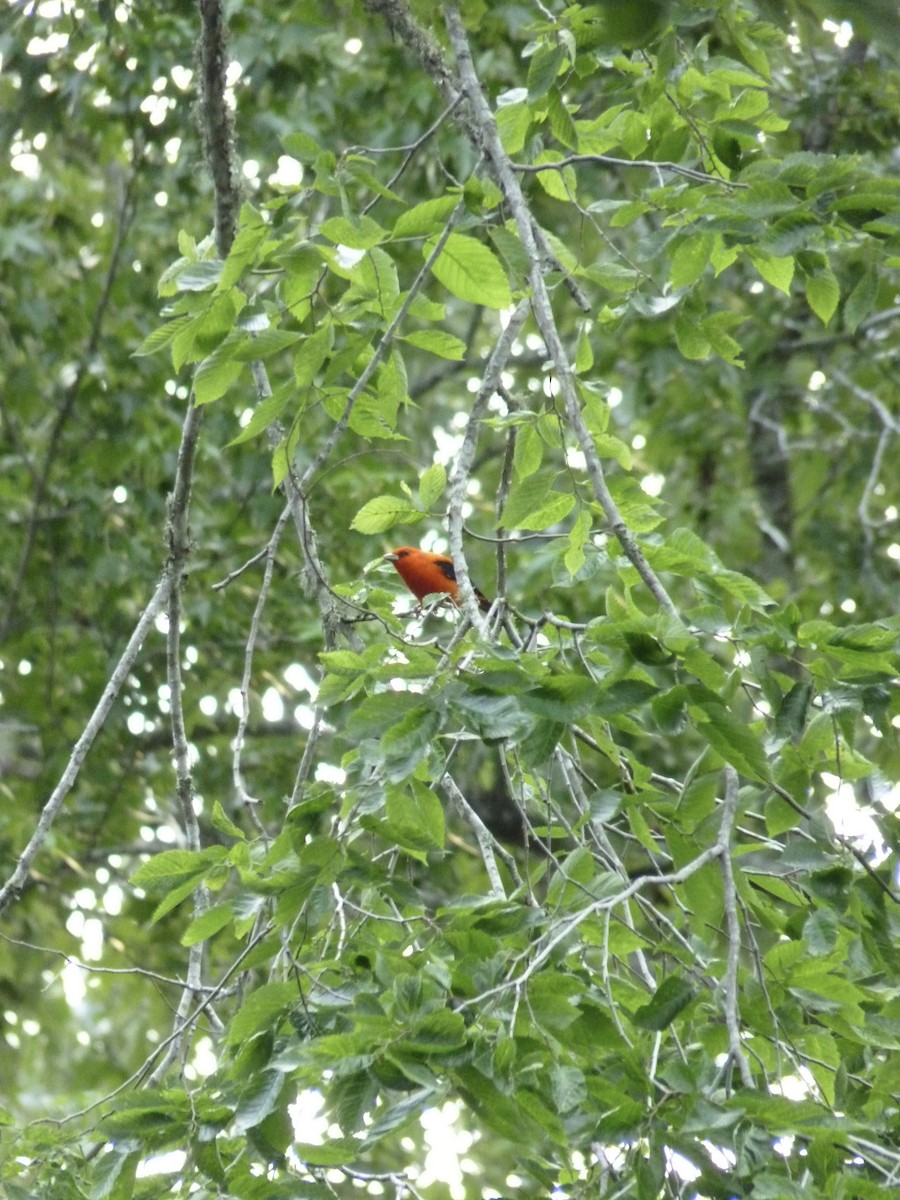 Scarlet Tanager - ML617622044