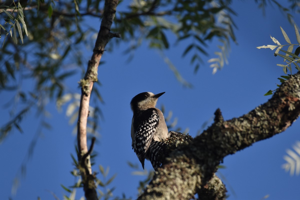 White-fronted Woodpecker - ML617622050