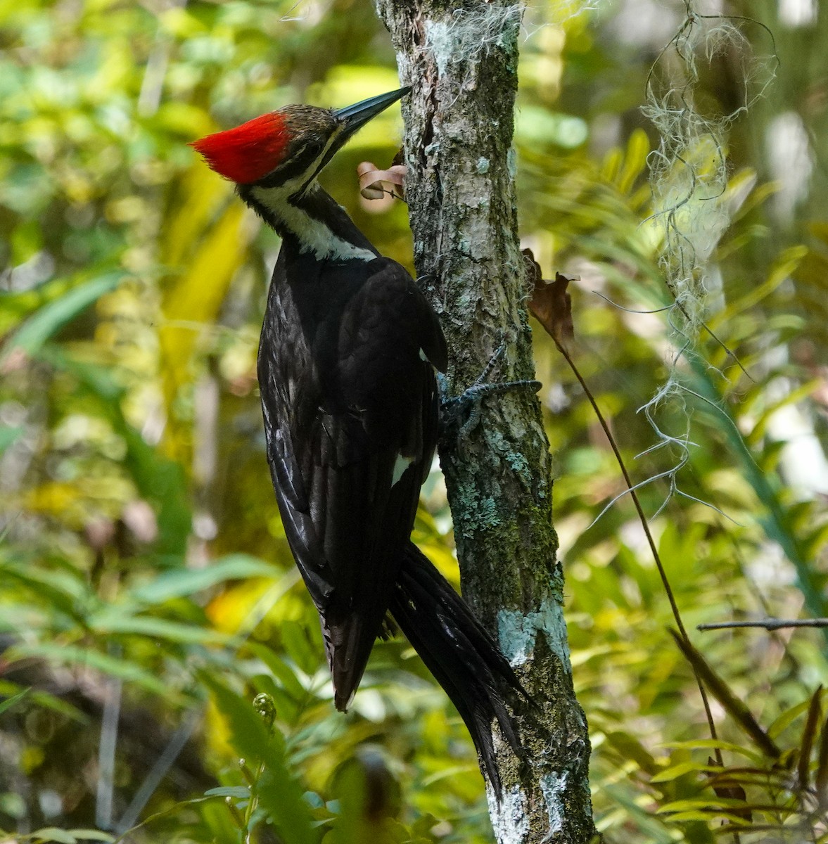 Pileated Woodpecker - ML617622102