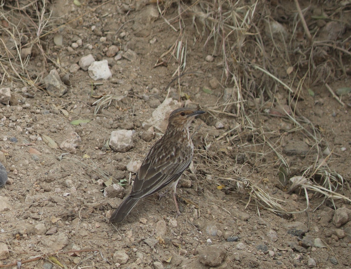 Pink-breasted Lark - ML617622106