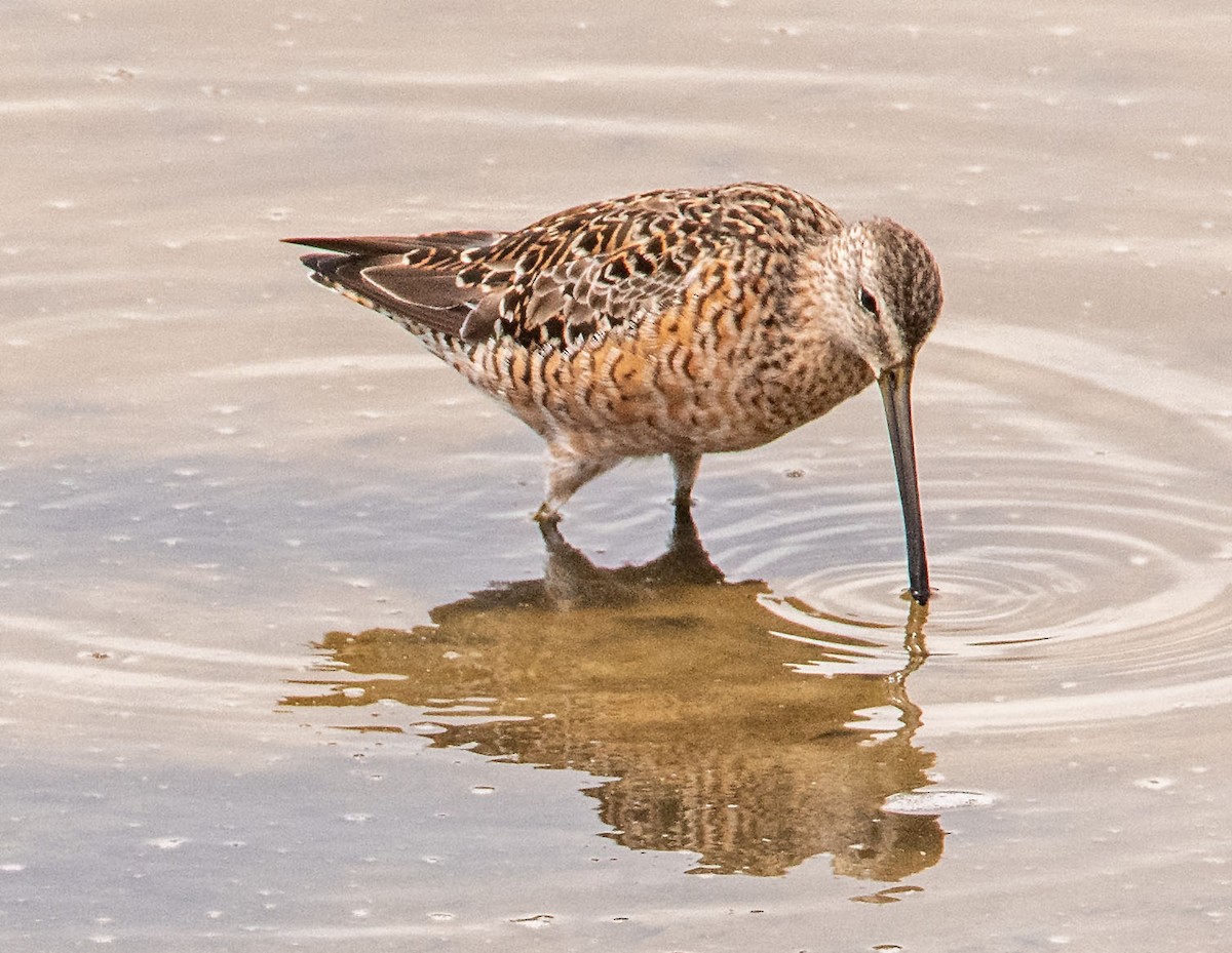 Long-billed Dowitcher - ML617622129