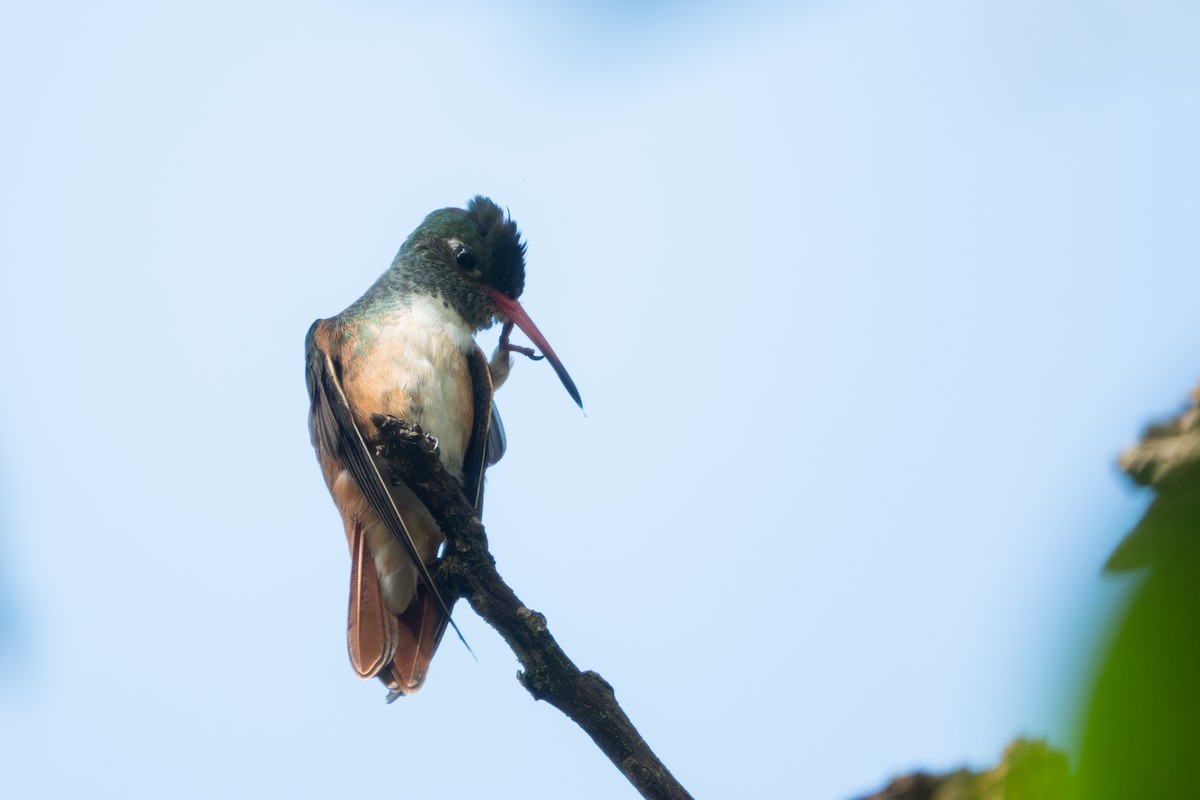Amazilia Hummingbird - Paul Molina A