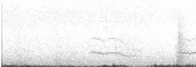 Royal Tern - ML617622176