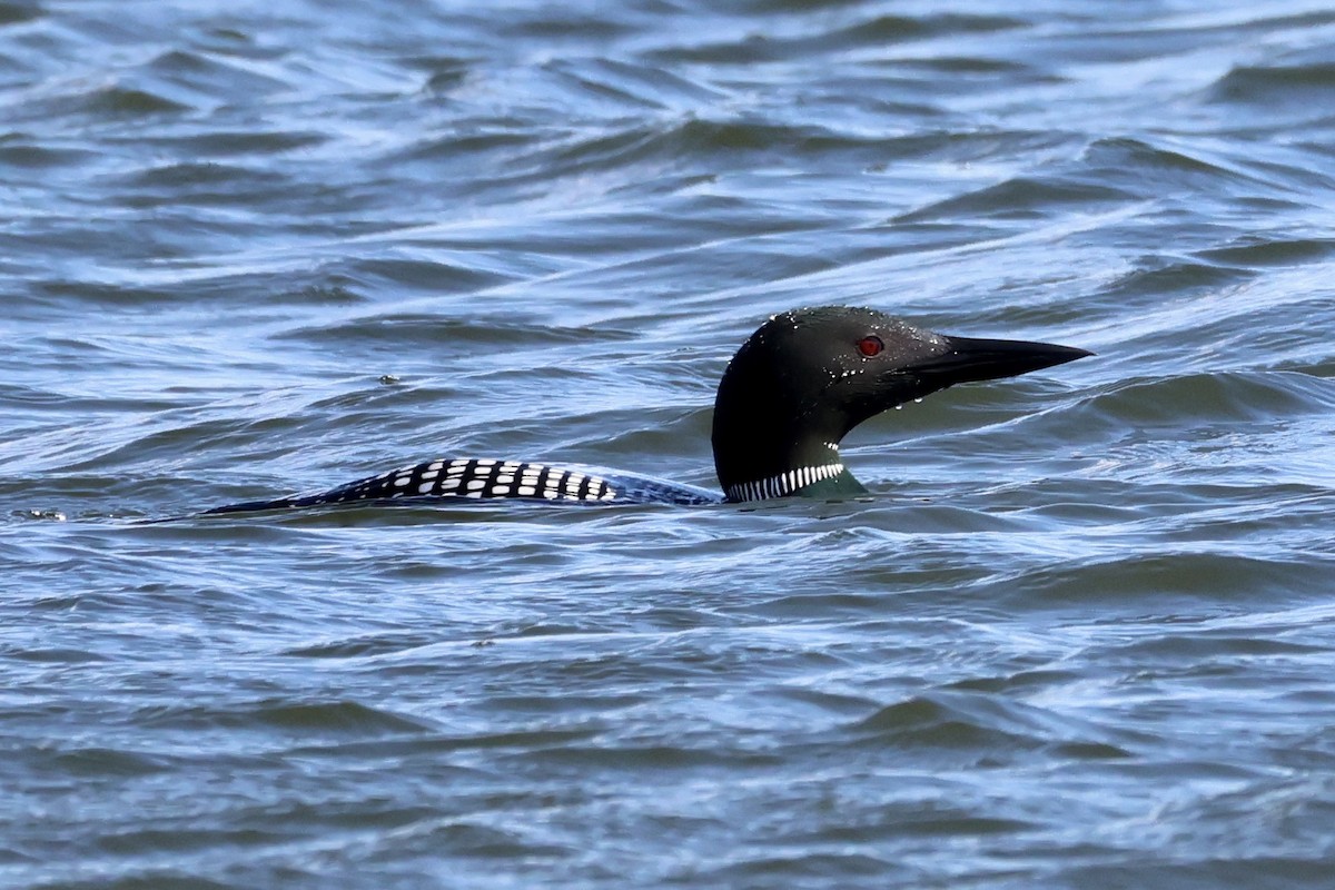 Common Loon - Cathy Brown