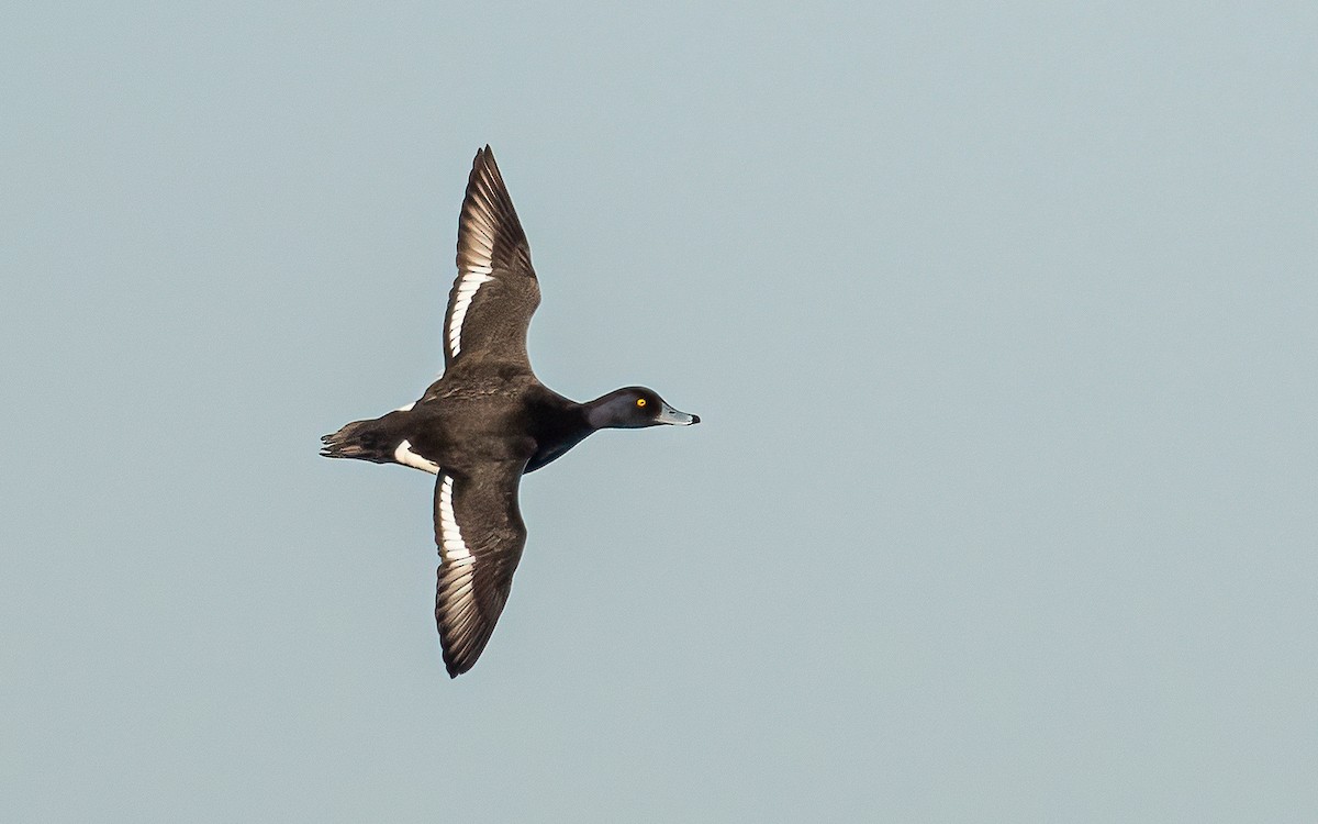 Tufted Duck - ML617622244