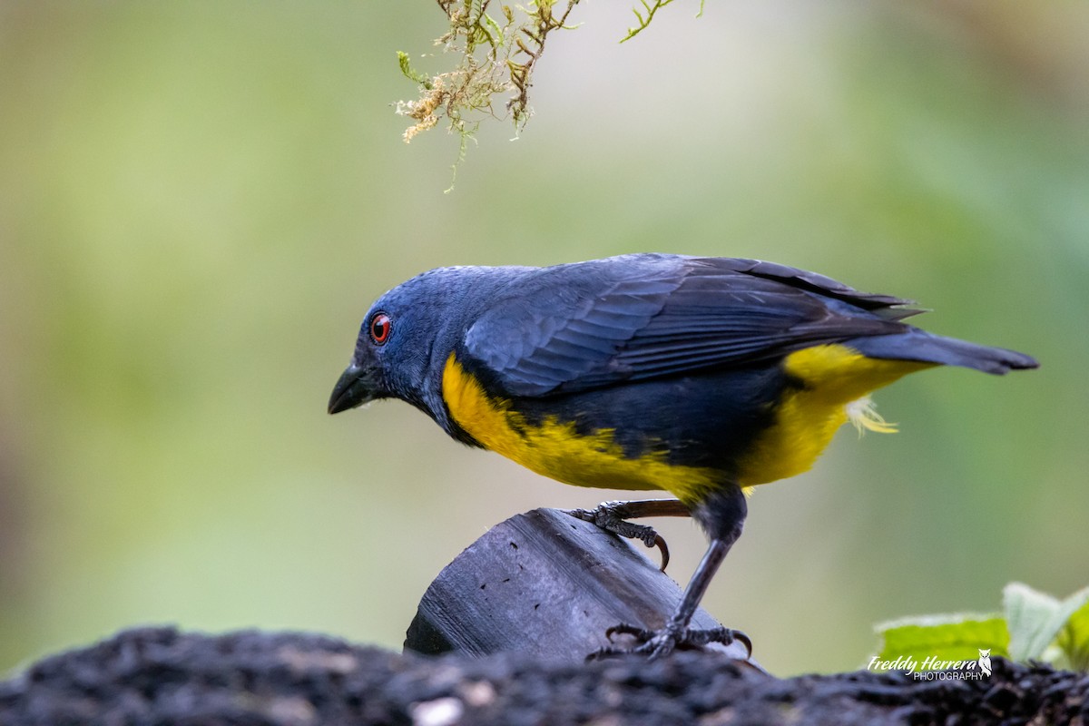 Blue-and-gold Tanager - Freddy Herrera