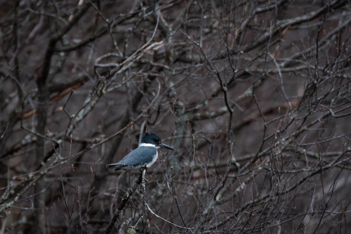 Belted Kingfisher - ML617622581