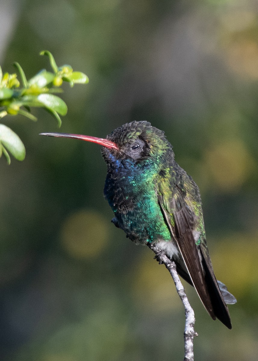 Broad-billed Hummingbird - ML617622634
