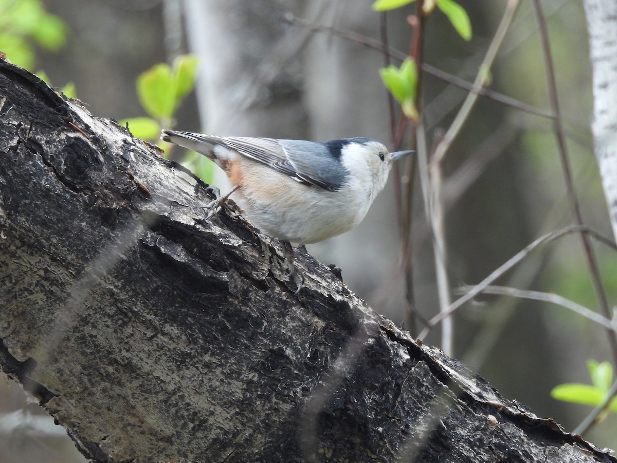 White-breasted Nuthatch - ML617622637