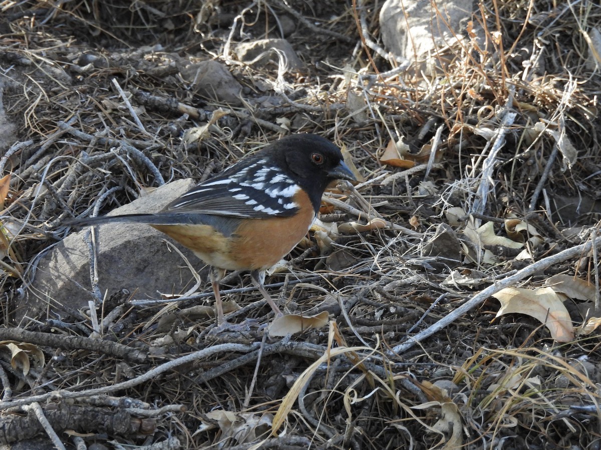 Spotted Towhee - ML617622639
