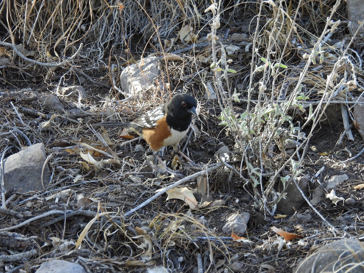 Spotted Towhee - ML617622640