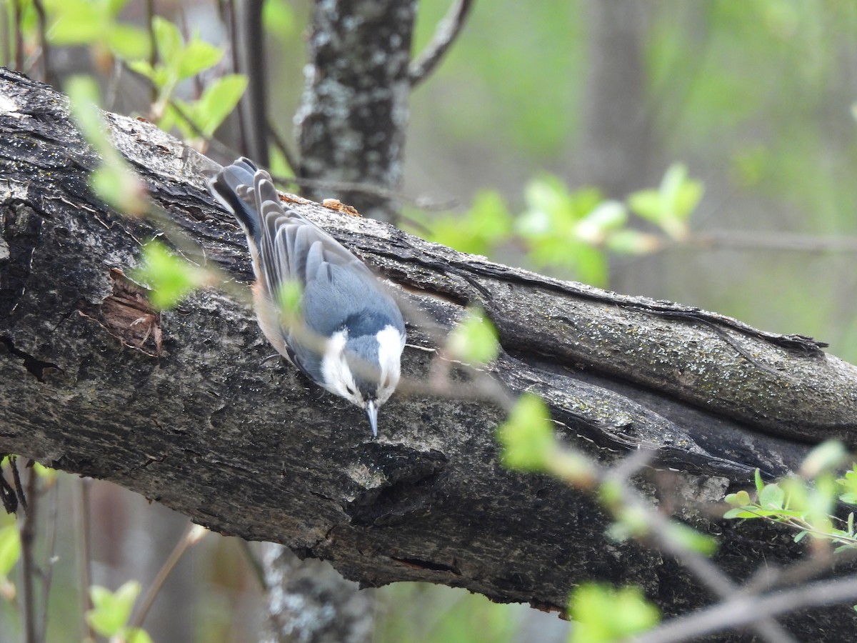White-breasted Nuthatch - ML617622658