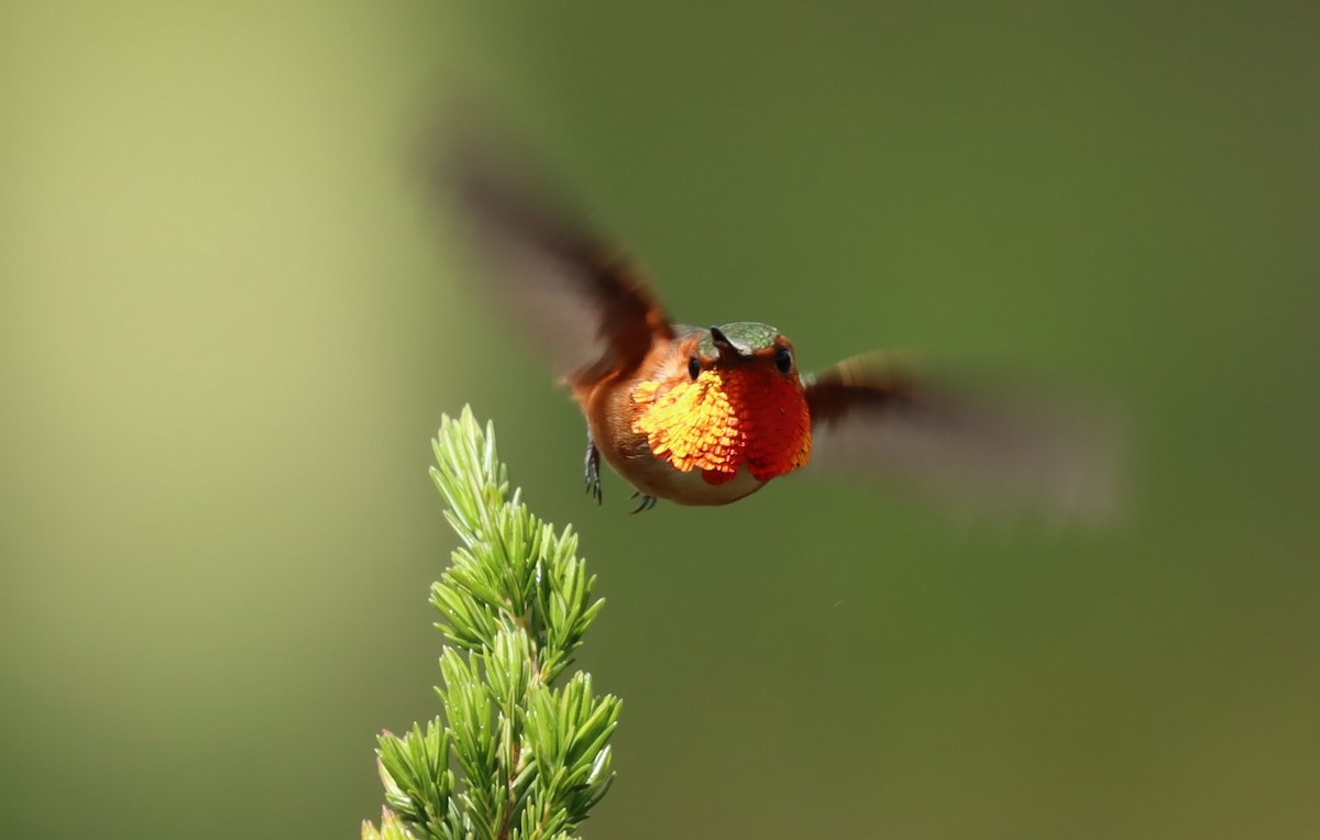 Allen's Hummingbird - Susan  Downey