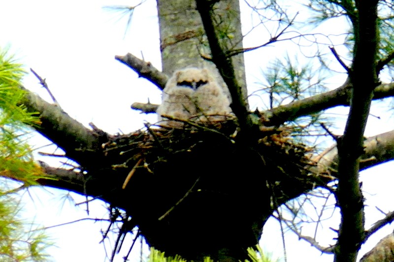 Great Horned Owl - ML617622831
