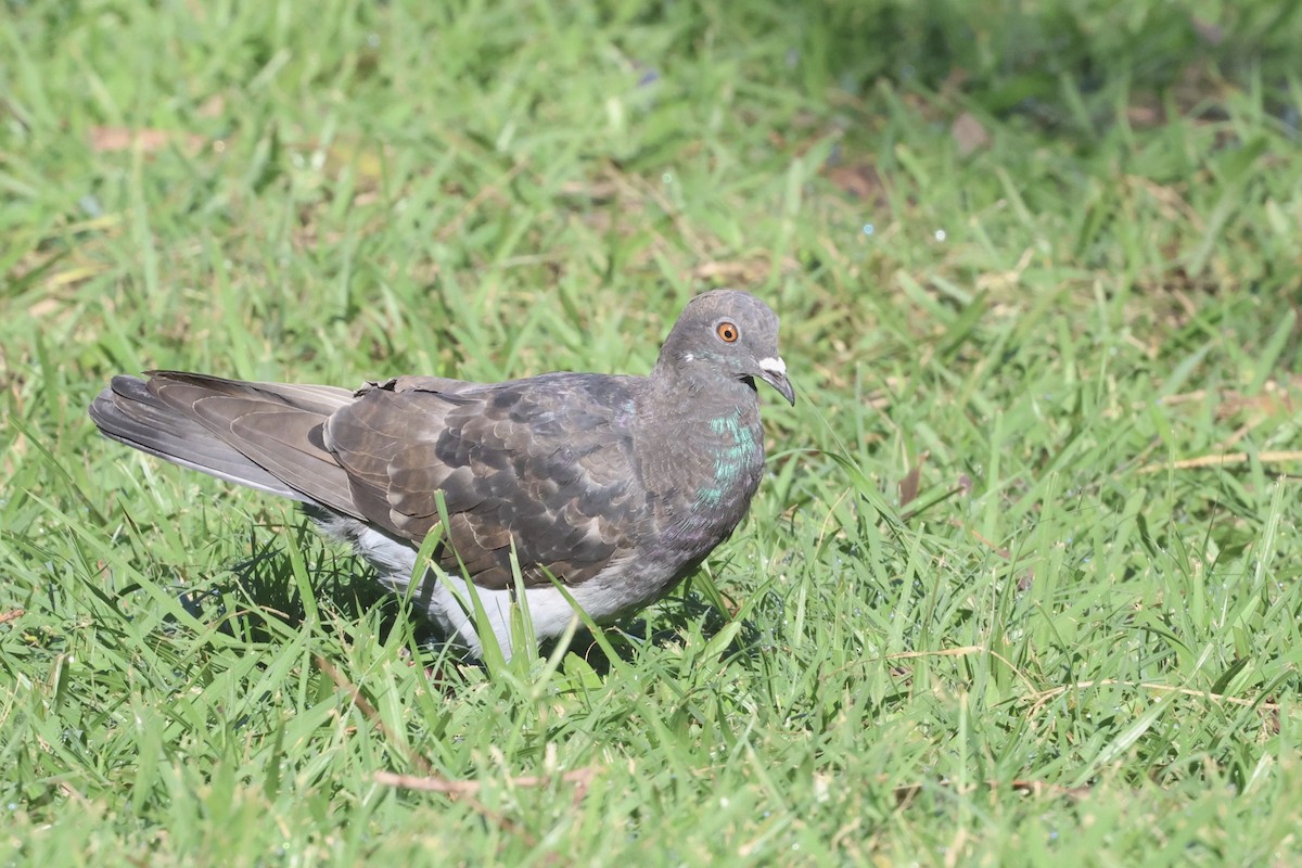 Rock Pigeon (Feral Pigeon) - ML617622845