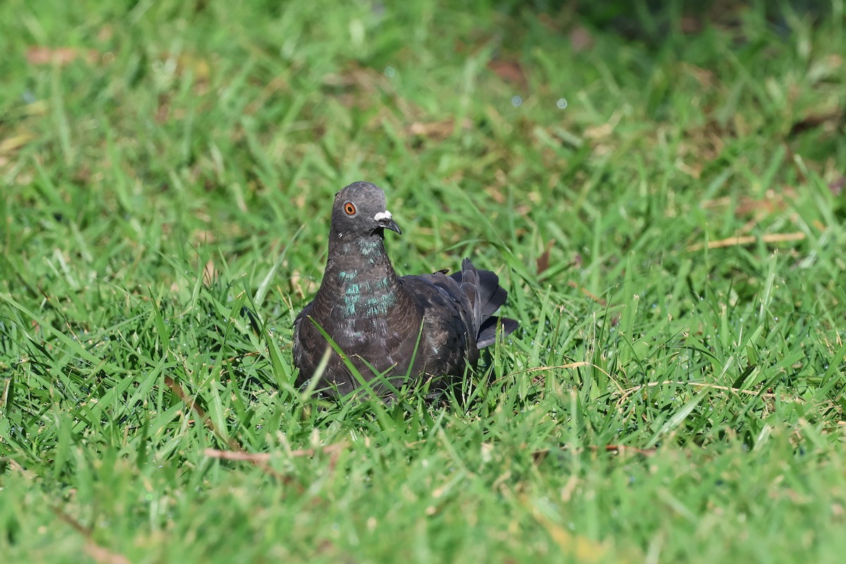 Rock Pigeon (Feral Pigeon) - ML617622846