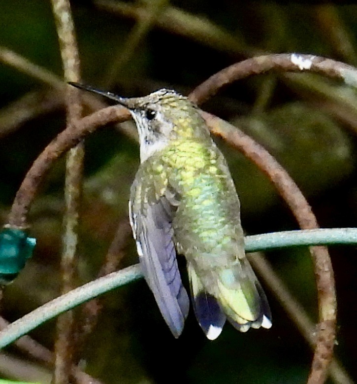 Ruby-throated Hummingbird - ML617622911
