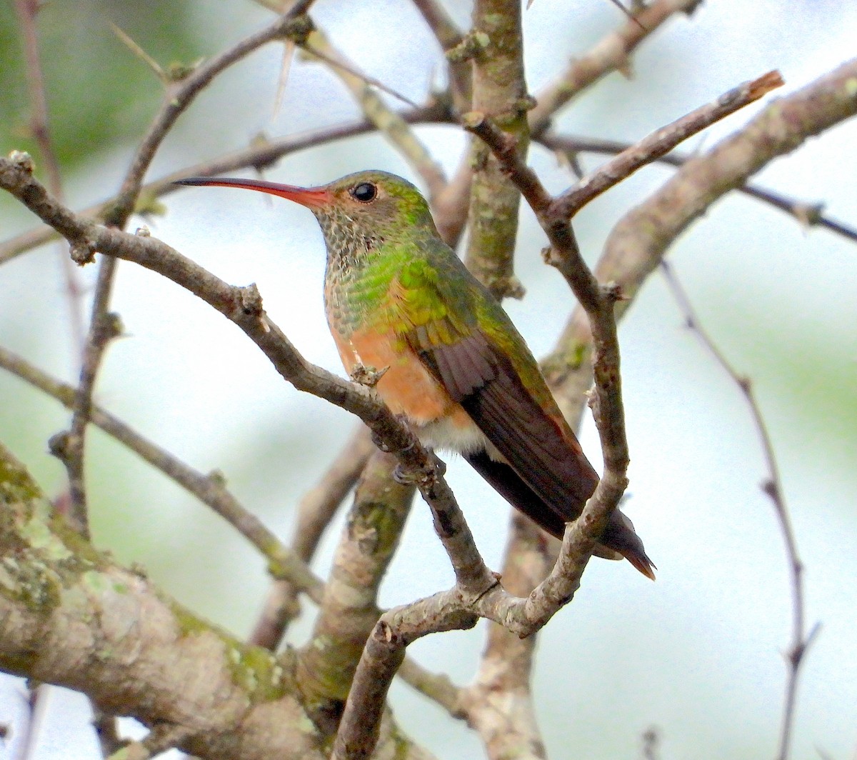 Buff-bellied Hummingbird - ML617622939