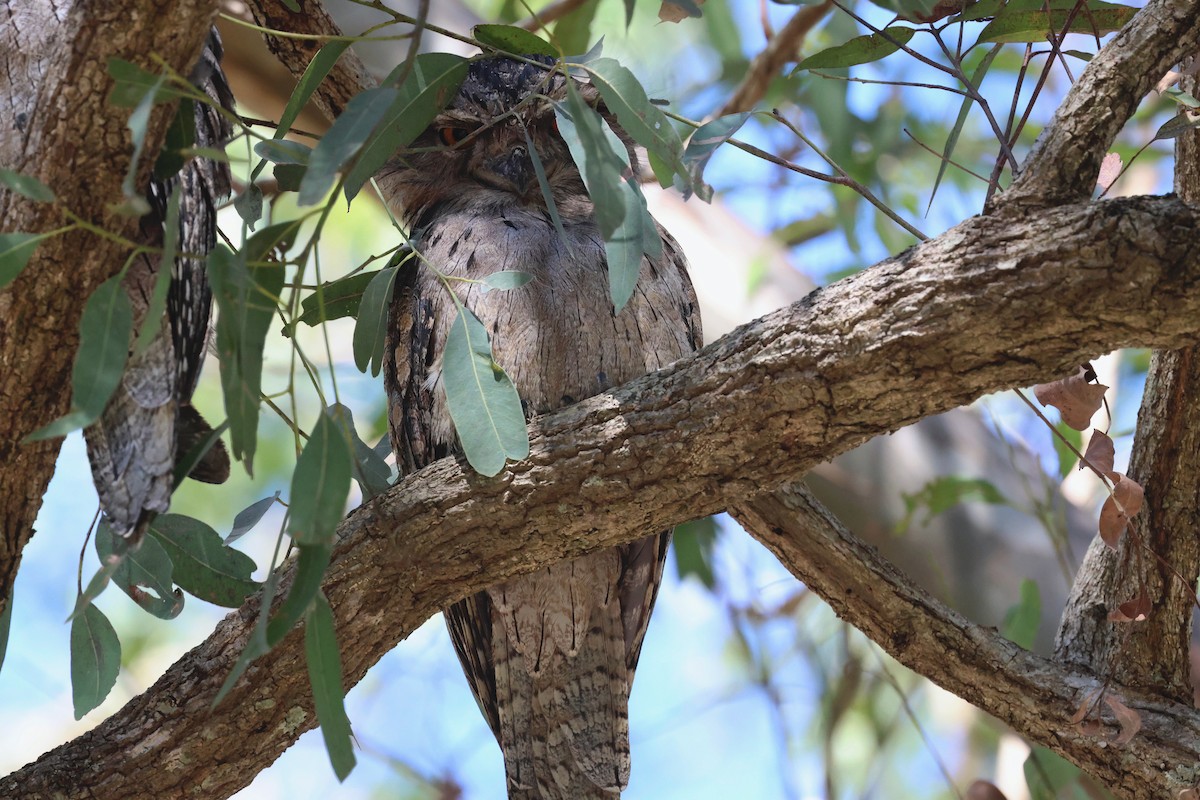 Tawny Frogmouth - Dennis Devers