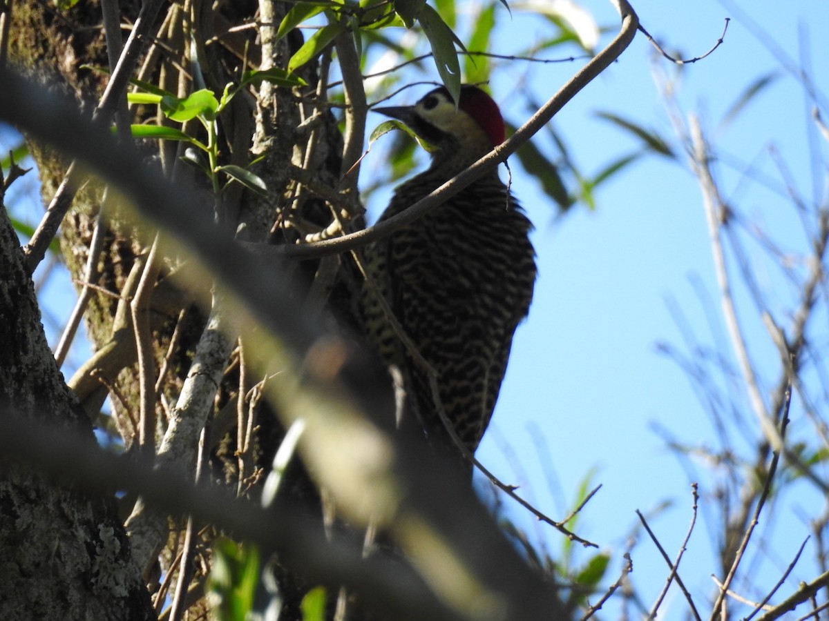 Green-barred Woodpecker - ML617622963