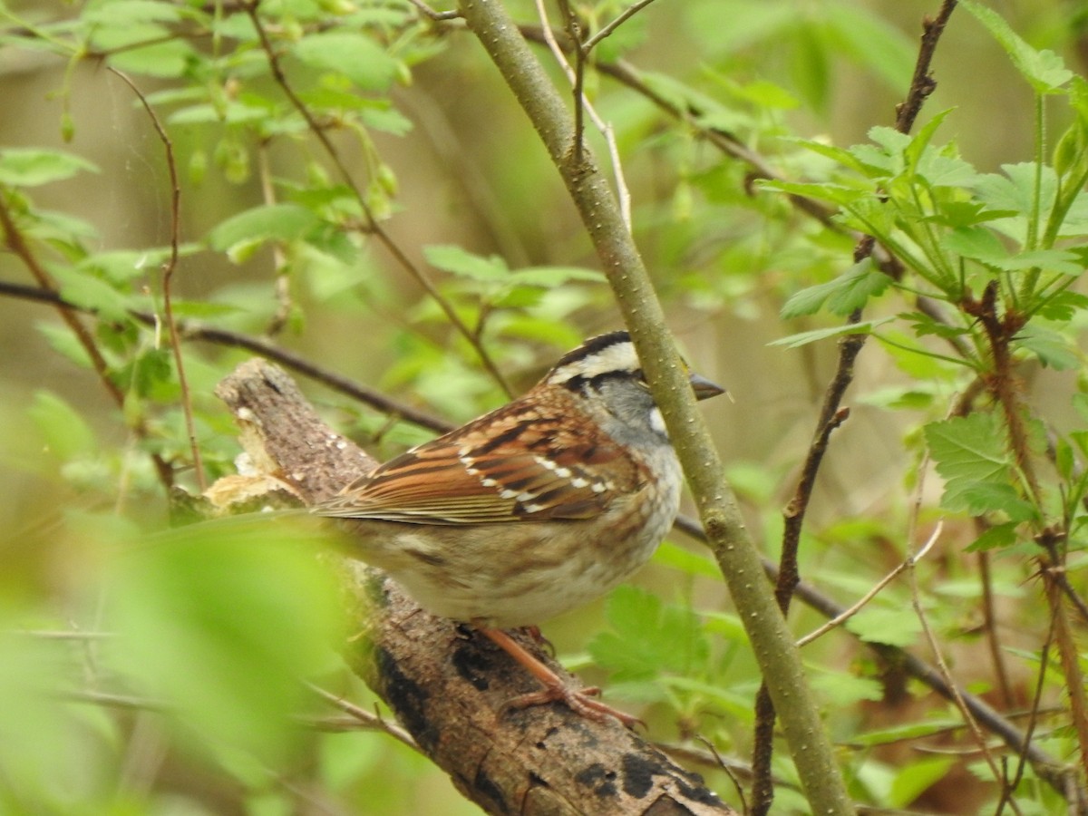 White-throated Sparrow - ML617622969
