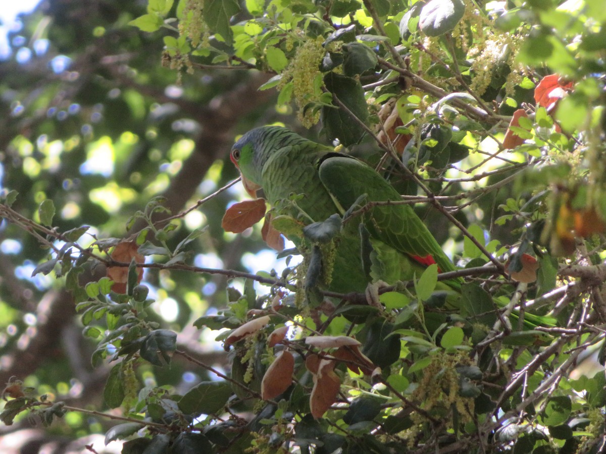 Lilac-crowned Parrot - ML617622974