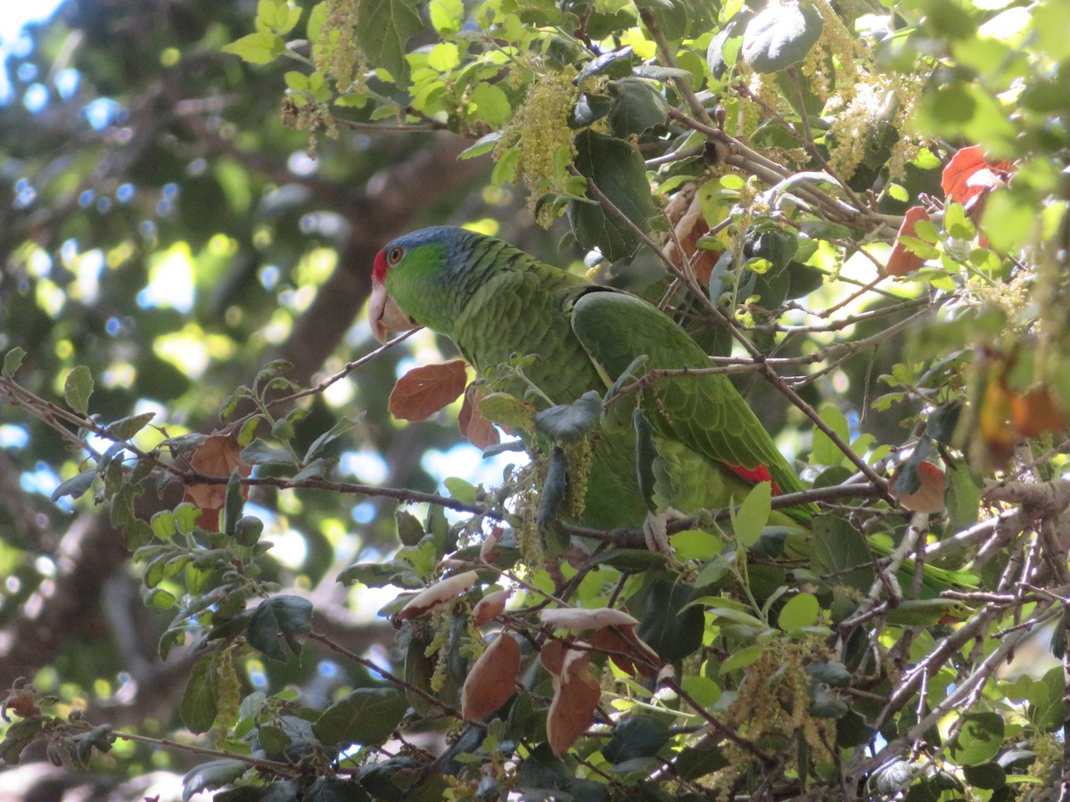Lilac-crowned Parrot - ML617622982