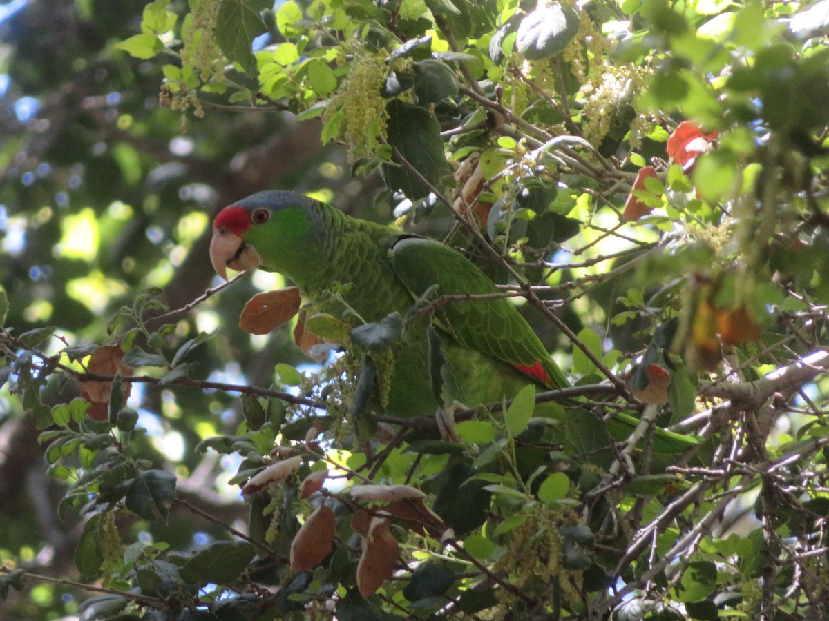 Lilac-crowned Parrot - ML617622988