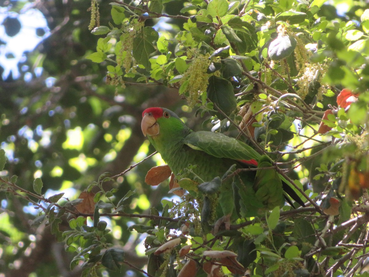 Lilac-crowned Parrot - ML617622992