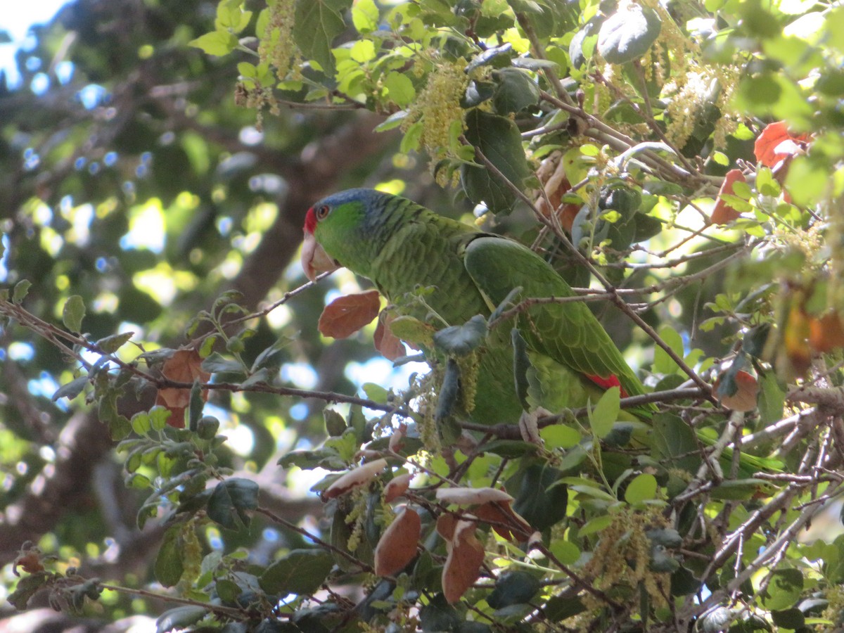 Lilac-crowned Parrot - ML617622993