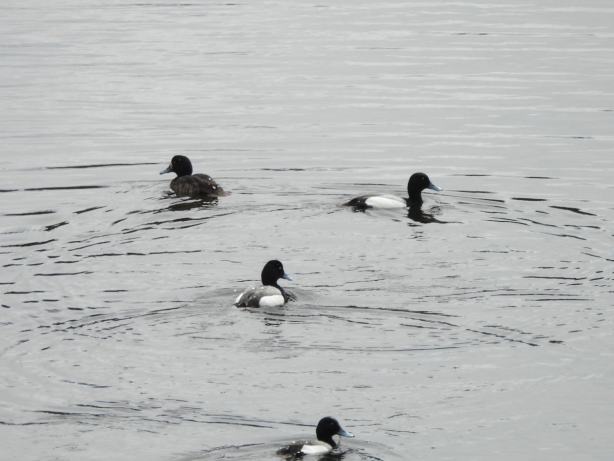 Greater Scaup - ML617623004