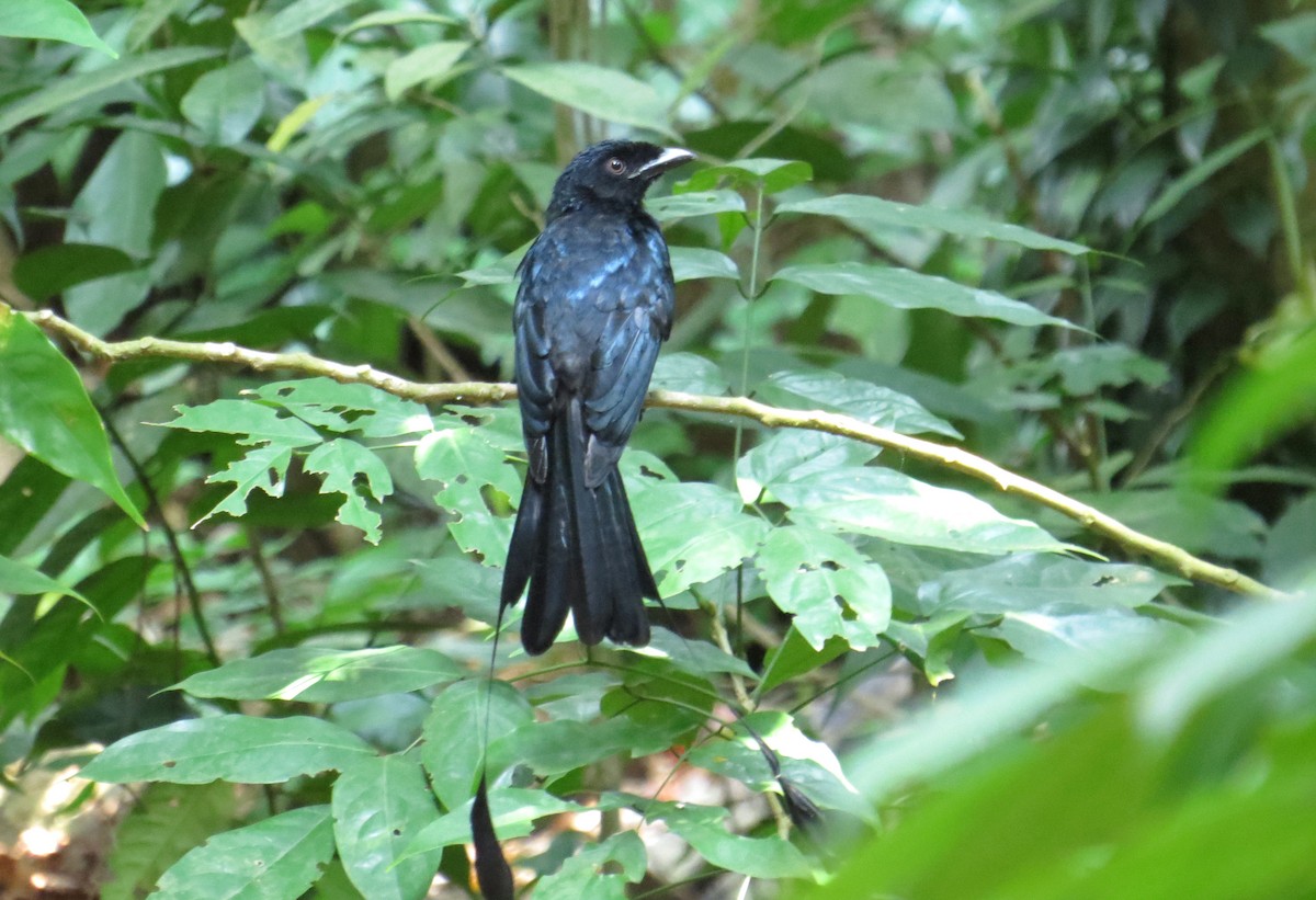 Greater Racket-tailed Drongo - ML617623072