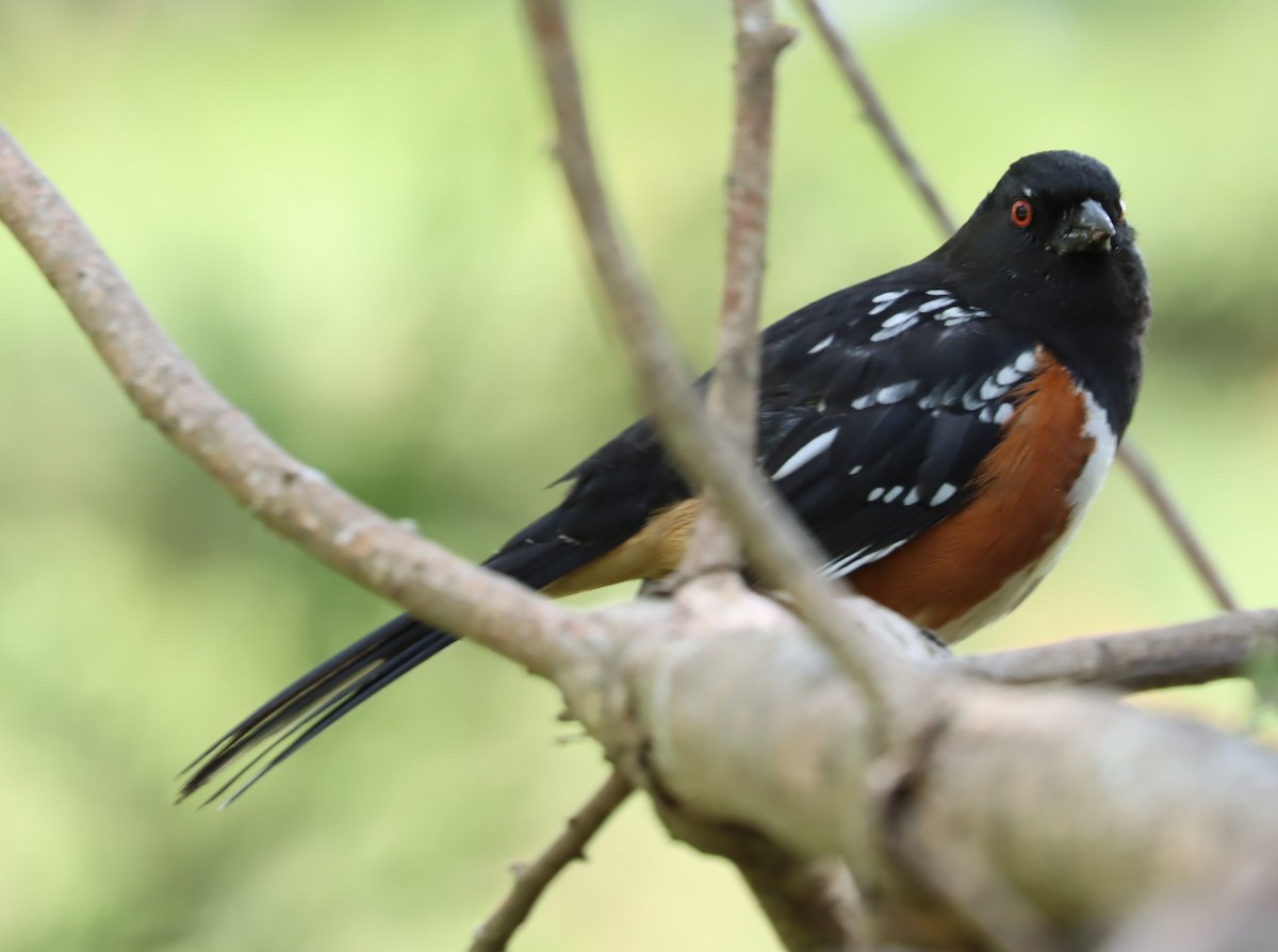 Spotted Towhee - ML617623196