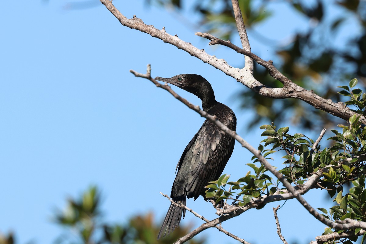 Little Black Cormorant - ML617623203