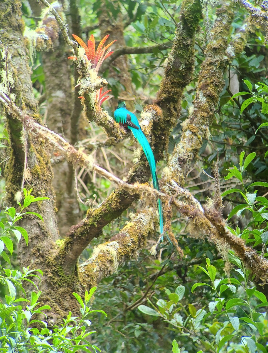 Quetzal Guatemalteco - ML617623218