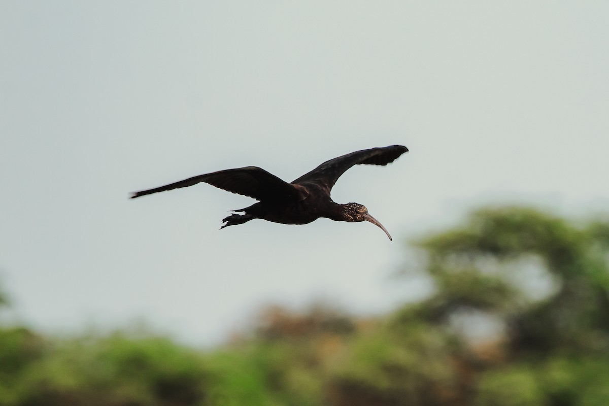 ibis andský - ML617623247