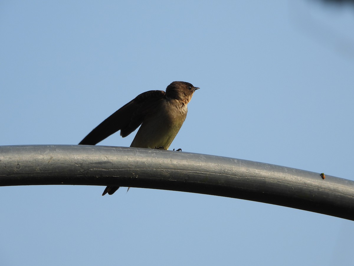 Southern Rough-winged Swallow - ML617623265