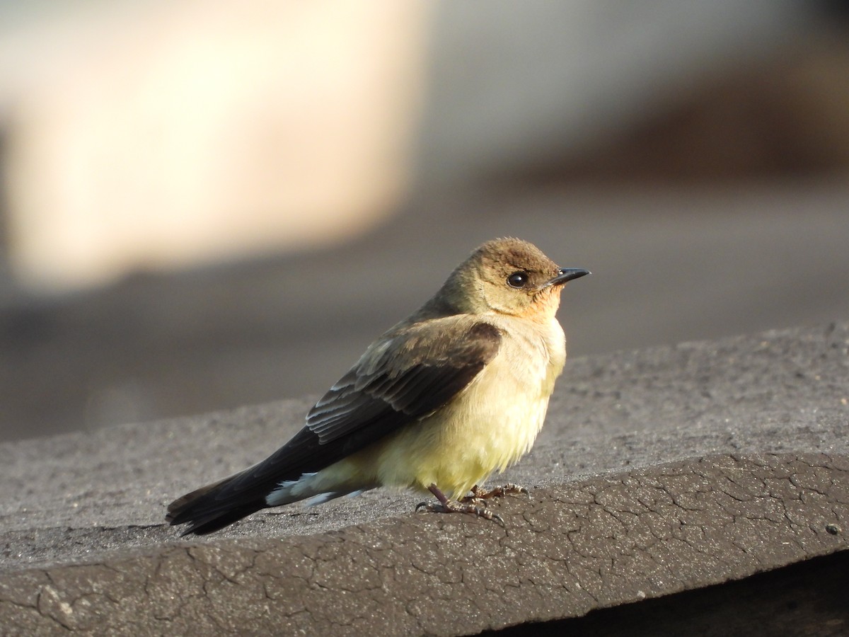 Southern Rough-winged Swallow - ML617623271