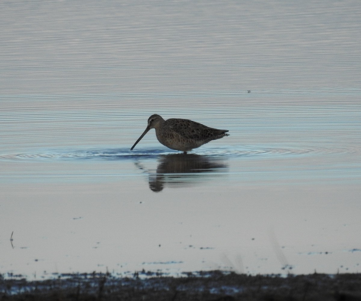 eBird Checklist - 19 Apr 2024 - Parker River NWR - 60 species