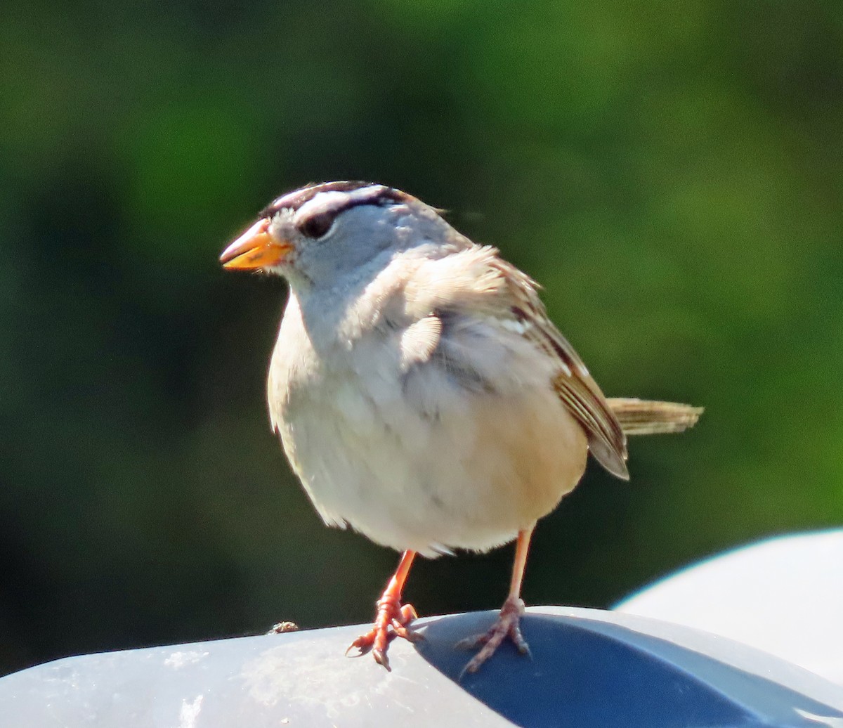White-crowned Sparrow - ML617623446